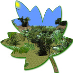 Balade en Forêt